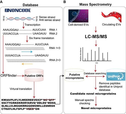 細胞外囊泡中的lncRNA編碼多肽 小蛋白的疾病特異性潛力與技術(shù)應(yīng)用前景