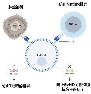 實(shí)體瘤CAR-T的破局者 科濟(jì)藥業(yè)李宗海談全球研發(fā)進(jìn)展、海外布局與下一代技術(shù)